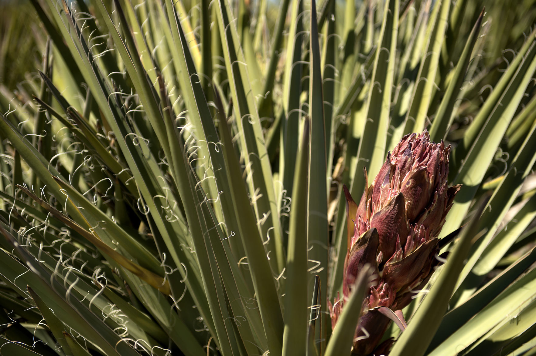 Hidden gem planted in Twin Falls